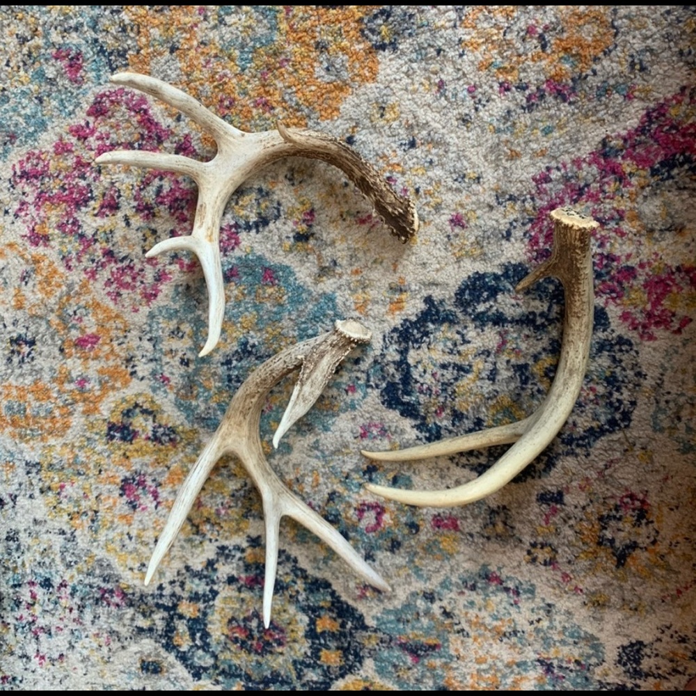 4 ANTLERS FOR @macs_etc